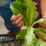 Urban Gardening for Vegans